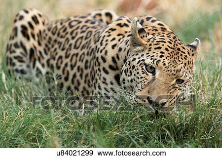 Stock Photo - Single leopard lying in grass, eating, close up detail view, Okonjima, Namibia, South West Africa:. Fotosearch