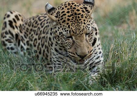 Stock Photography - Single leopard lying in grass, eating, close up detail view, Okonjima, Namibia, South West Africa:. Fotosearch