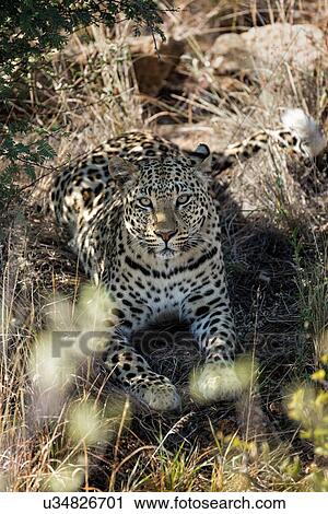 Stock Image - Single leopard lying in undergrowth, framed by foreground leaves, gazing directly at viewer, close up view, Okonjima, Namibia, South West Africa:. Fotosearch