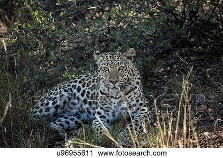 Stock Image - Single leopard lying in undergrowth, gazing directly at viewer, close up view, Okonjima, Namibia, South West Africa:. Fotosearch