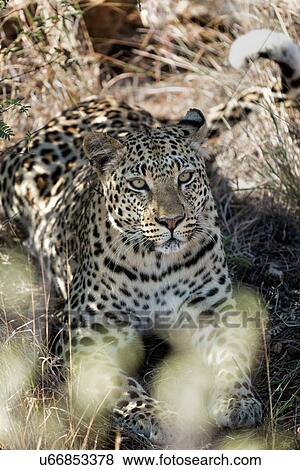 Single leopard lying in undergrowth, framed by foreground leaves, gazing directly at viewer, close up view, Okonjima, Namibia, South West Africa: View Large Photo Image Stock Photo - Single leopard lying in undergrowth, framed by foreground leaves, gazing directly at viewer, close up view, Okonjima, Namibia, South West Africa:. Fotosearch