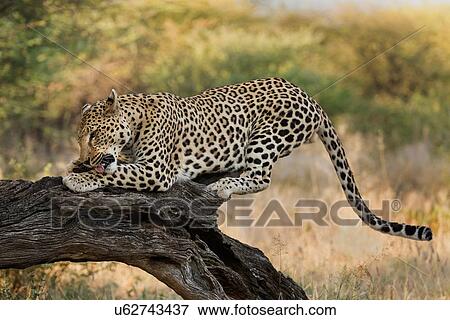 Single leopard perched on branch, eating, close up view, Okonjima, Namibia, South West Africa: View Large Photo Image Stock Photo - Single leopard perched on branch, eating, close up view, Okonjima, Namibia, South West Africa:. Fotosearch
