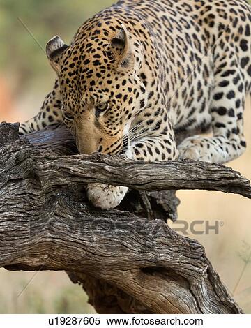 Stock Photography - Single leopard perched on branch, eating, close up detail view, Okonjima, Namibia, South West Africa:. Fotosearch