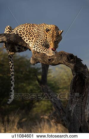 Single leopard perched on branch with stormy skies and afternoon sunlight, eating meat, Okonjima, Namibia, South West Africa: View Large Photo Image Stock Image - Single leopard perched on branch with stormy skies and afternoon sunlight, eating meat, Okonjima, Namibia, South West Africa:. Fotosearch