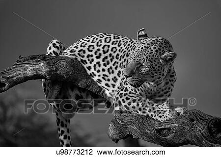 Stock Image - Single leopard perched on branch with stormy skies and afternoon sunlight, looking behind him, close up monochrome image, Okonjima, Namibia, South West Africa:. Fotosearch