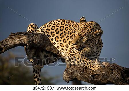 Stock Photo - Single leopard perched on branch with stormy skies and afternoon sunlight, looking behind him, close up view, Okonjima, Namibia, South West Africa:. Fotosearch