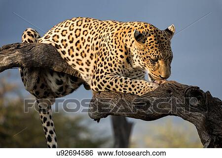 Single leopard perched on branch with stormy skies and afternoon sunlight, licking paws, close up view, Okonjima, Namibia, South West Africa: View Large Photo Image Stock Photograph - Single leopard perched on branch with stormy skies and afternoon sunlight, licking paws, close up view, Okonjima, Namibia, South West Africa:. Fotosearch