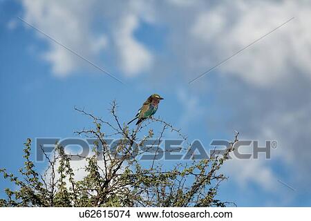 Picture - Single lilac-breasted roller perched on acacia bush, side view, Okonjima, Namibia, South West Africa:. Fotosearch