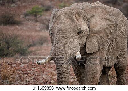 Single male elephant browsing in late afternoon light, on red rocky desert terrain with few bushes, frontal detail view, Palmwag Concession, Damaraland, Namibia, South West Africa: View Large Photo Image Stock Image - Single male elephant browsing in late afternoon light, on red rocky desert terrain with few bushes, frontal detail view, Palmwag Concession, Damaraland, Namibia, South West Africa:. Fotosearch