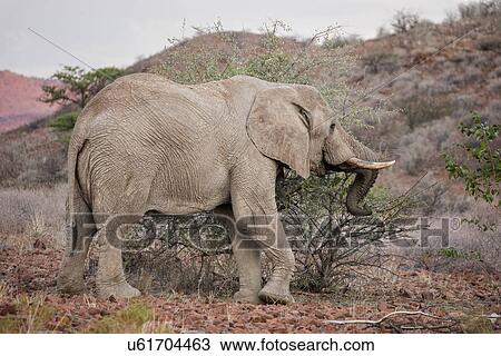 Stock Image - Single male elephant browsing in late afternoon sunshine with the red rocks of Etendeka mountains beyond, side view close up, Palmwag Concession, Damaraland, Namibia, South West Africa:. Fotosearch