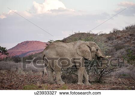 Stock Photo - Single male elephant browsing in late afternoon sunshine with the red rocks of Etendeka mountains beyond, side view, Palmwag Concession, Damaraland, Namibia, South West Africa:. Fotosearch