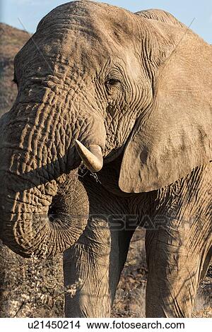 Picture - Single male elephant face, close up frontal oblique view, Palmwag Concession, Damaraland, Namibia, South West Africa. Fotosearch