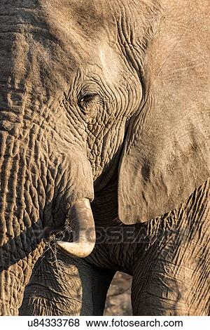 Stock Photo - Single male elephant face, close up frontal oblique view, Palmwag Concession, Damaraland, Namibia, South West Africa. Fotosearch