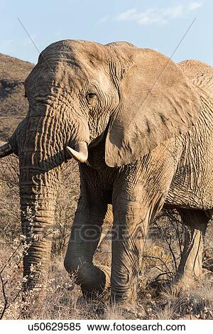 Stock Photography - Single male elephant standing, close up frontal oblique view, Palmwag Concession, Damaraland, Namibia, South West Africa. Fotosearch