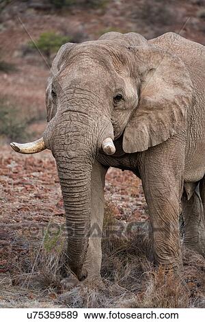 Stock Photo - Single male elephant standing in late afternoon light, on red rocky desert terrain with few bushes, frontal detail view, Palmwag Concession, Damaraland, Namibia, South West Africa:. Fotosearch