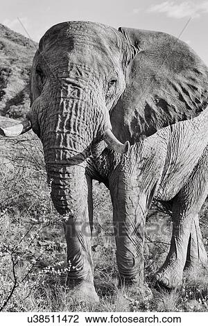 Stock Image - Single male elephant walking, close up frontal oblique view, monochrome, Palmwag Concession, Damaraland, Namibia, South West Africa. Fotosearch
