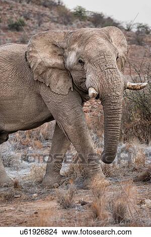 Picture - Single male elephant walking forward in late afternoon light, on red rocky desert terrain with few bushes, side view, Palmwag Concession, Damaraland, Namibia, South West Africa:. Fotosearch