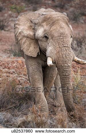 Single male elephant walking forward in late afternoon light, on red rocky desert terrain with few bushes, frontal view, Palmwag Concession, Damaraland, Namibia, South West Africa: View Large Photo Image Stock Image - Single male elephant walking forward in late afternoon light, on red rocky desert terrain with few bushes, frontal view, Palmwag Concession, Damaraland, Namibia, South West Africa:. Fotosearch