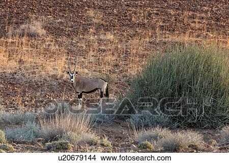 Single male kudu in desert with clumps of euphorbia and sandy shrubby soil, side view. Namibia, South West Africa View Large Photo Image Picture - Single male kudu in desert with clumps of euphorbia and sandy shrubby soil, side view. Namibia, South West Africa. Fotosearch