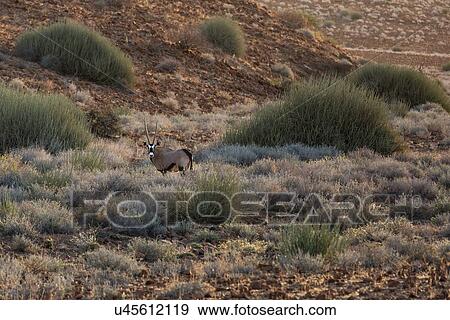 Single male kudu in desert with clumps of euphorbia and sandy shrubby soil, side view. Namibia, South West Africa View Large Photo Image Stock Photo - Single male kudu in desert with clumps of euphorbia and sandy shrubby soil, side view. Namibia, South West Africa. Fotosearch