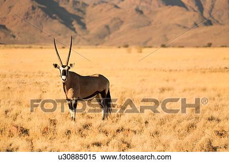 Stock Photography - Single oryx standing in dried yellow grass, with red mountains beyond, side view, Namib desert, Namibia, South West Africa. Fotosearch