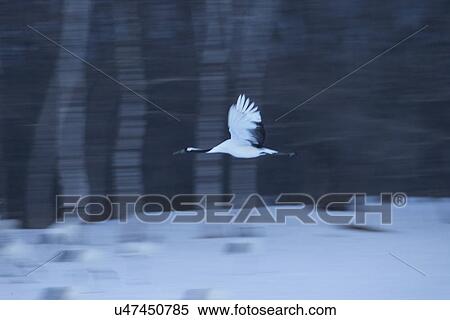 Stock Photography - Single Red Crowned Crane flying at twilight: motion blur effect against forest background, Akan, Hokkaido, Japan. Fotosearch