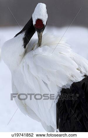 Single Red Crowned Crane standing in snowy weather, back view detail as he turns backwards to preen, with forest in background, Akan, Hokkaido, Japan View Large Photo Image Stock Image - Single Red Crowned Crane standing in snowy weather, back view detail as he turns backwards to preen, with forest in background, Akan, Hokkaido, Japan. Fotosearch