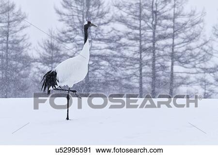 Stock Image - Single Red Crowned Crane standing in snowy weather, closeup with forest in background, Akan, Hokkaido, Japan. Fotosearch