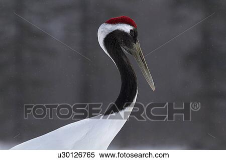 Single Red Crowned Crane standing in snowy weather, side view detail of head and neck curve closeup, with forest in background, Akan, Hokkaido, Japan View Large Photo Image Stock Photography - Single Red Crowned Crane standing in snowy weather, side view detail of head and neck curve closeup, with forest in background, Akan, Hokkaido, Japan. Fotosearch