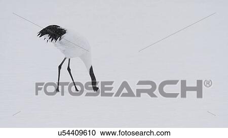 Single Red Crowned Crane walking and looking for food in snowy weather, side view, closeup monochrome image, Akan, Hokkaido, Japan View Large Photo Image Stock Image - Single Red Crowned Crane walking and looking for food in snowy weather, side view, closeup monochrome image, Akan, Hokkaido, Japan. Fotosearch