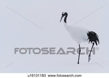 Single Red Crowned Crane walking in snowy weather, side view, closeup monochrome image, Akan, Hokkaido, Japan View Large Photo Image Stock Image - Single Red Crowned Crane walking in snowy weather, side view, closeup monochrome image, Akan, Hokkaido, Japan. Fotosearch