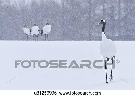 Single Red Crowned Crane walking in snowy weather with three others standing in a group beyond, and forest in background, Akan, Hokkaido, Japan View Large Photo Image Stock Photograph - Single Red Crowned Crane walking in snowy weather with three others standing in a group beyond, and forest in background, Akan, Hokkaido, Japan. Fotosearch