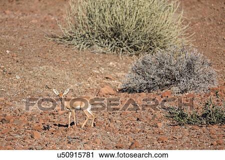 Stock Image - Single steenbok grazing in rocky terrain with surrounding euphorbia bushes, in early morning light, side view, Palmwag Concession, Namibia, South West Africa. Fotosearch
