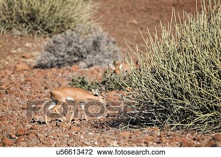 Single steenbok grazing in rocky terrain with surrounding euphorbia bushes, in early morning light, side view, Palmwag Concession, Namibia, South West Africa View Large Photo Image Stock Image - Single steenbok grazing in rocky terrain with surrounding euphorbia bushes, in early morning light, side view, Palmwag Concession, Namibia, South West Africa. Fotosearch