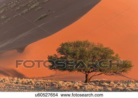 Single tree framed by red sand dunes of different tones created by shadows in early morning sunlight, foreground of scrub grass, Namib desert, Namibia, South West Africa View Large Photo Image Picture - Single tree framed by red sand dunes of different tones created by shadows in early morning sunlight, foreground of scrub grass, Namib desert, Namibia, South West Africa. Fotosearch