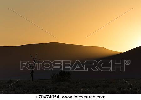 Picture - Single tree silhouetted and framed by sand dunes of different tones in shadow, with sun setting in late afternoon, Namib desert, Namibia, South West Africa. Fotosearch