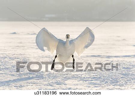 Single Whooper swan in flight and coming in to land over snowy frozen lake, close up, SLake Kussharo, Hokkaido, Japan View Large Photo Image Stock Photograph - Single Whooper swan in flight and coming in to land over snowy frozen lake, close up, SLake Kussharo, Hokkaido, Japan. Fotosearch
