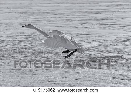 Single Whooper swan in flight over snowy frozen lake, monochrome close up, Lake Kussharo, Hokkaido, Japan View Large Photo Image Stock Image - Single Whooper swan in flight over snowy frozen lake, monochrome close up, Lake Kussharo, Hokkaido, Japan. Fotosearch
