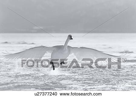Stock Image - Single Whooper swan in flight over snowy frozen lake, close up monochrome, Lake Kussharo, Hokkaido, Japan. Fotosearch