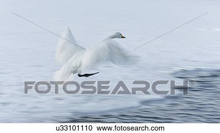 Stock Image - Single Whooper swan in flight over snowy frozen lake and open water channel, monochrome close up, with wing motion, Lake Kussharo, Hokkaido, Japan. Fotosearch