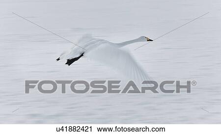 Stock Image - Single Whooper swan in flight over snowy frozen lake, monochrome close up, with wing motion, Lake Kussharo, Hokkaido, Japan. Fotosearch