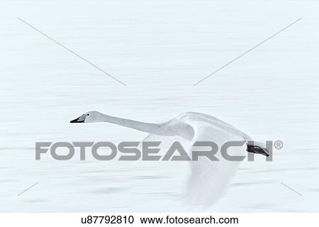Single Whooper swan in flight over snowy frozen lake, monochrome close up with wing motion, Lake Kussharo, Hokkaido, Japan View Large Photo Image Stock Image - Single Whooper swan in flight over snowy frozen lake, monochrome close up with wing motion, Lake Kussharo, Hokkaido, Japan. Fotosearch