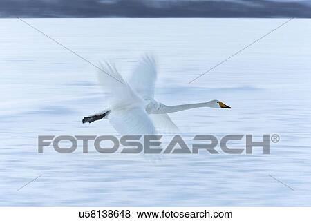 Stock Photo - Single Whooper swan in flight over snowy frozen lake, close up, motion blur effect showing double wing position, Lake Kussharo, Hokkaido, Japan. Fotosearch