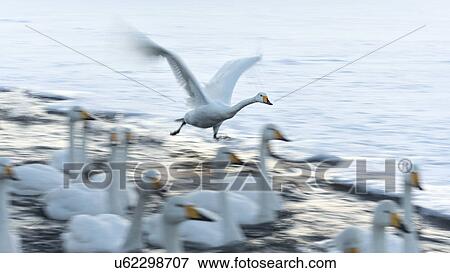 Stock Photo - Single Whooper swan in flight over snowy frozen lake, in golden afternoon light, other swans swimming below in channel, close up, motion blur effect, Lake Kussharo, Hokkaido, Japan. Fotosearch