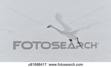 Single Whooper swan in flight over snowy frozen lake, monochrome close up with wing motion, Lake Kussharo, Hokkaido, Japan View Large Photo Image Stock Photo - Single Whooper swan in flight over snowy frozen lake, monochrome close up with wing motion, Lake Kussharo, Hokkaido, Japan. Fotosearch