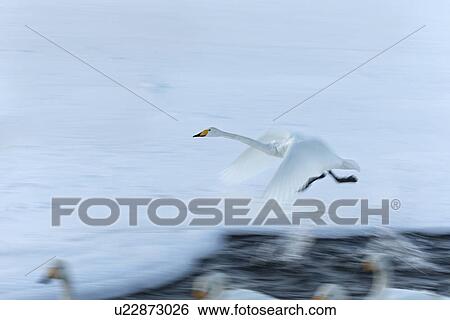 Stock Photograph - Single Whooper swan in flight over snowy frozen lake, other swans in channel, close up, motion blur effect, Lake Kussharo, Hokkaido, Japan. Fotosearch