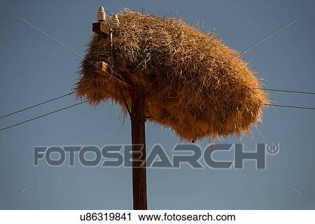 Social weaver nest built on top of telegraph pole with single bird peeking out of the massive complex of dried grass, Namib desert, Namibia, South West Africa View Large Photo Image Stock Image - Social weaver nest built on top of telegraph pole with single bird peeking out of the massive complex of dried grass, Namib desert, Namibia, South West Africa. Fotosearch