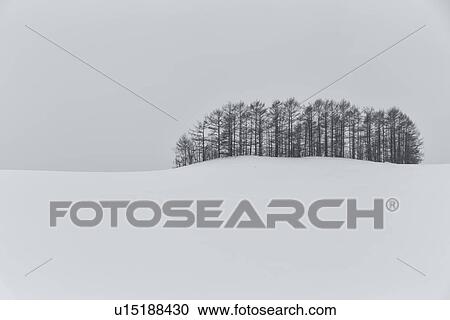 Stock Image - Stand of trees on horizon with snow on ground and grey sky creating simple blend of shapes, monochrome image, Akan, Hokkaido, Japan. Fotosearch