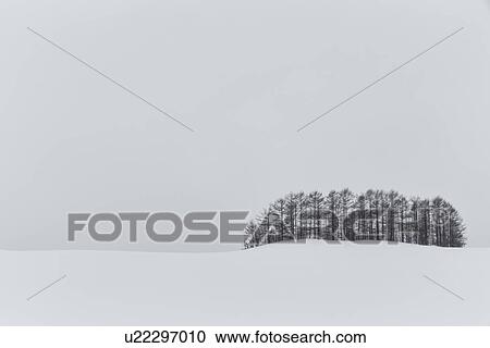 Stand of trees on horizon with snow on ground and grey sky creating simple blend of shapes, monochrome image, Akan, Hokkaido, Japan View Large Photo Image Stock Image - Stand of trees on horizon with snow on ground and grey sky creating simple blend of shapes, monochrome image, Akan, Hokkaido, Japan. Fotosearch