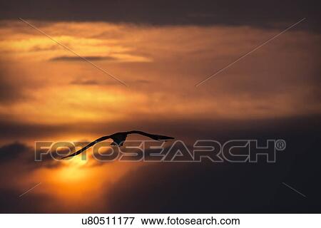 Stock Photo - Steller's Eagle flying with outstretched wings, silhouetted against beautiful sunrise sky and rising sun, Rausu, Shiretoko Peninsula, Hokkaido, Japan. Fotosearch